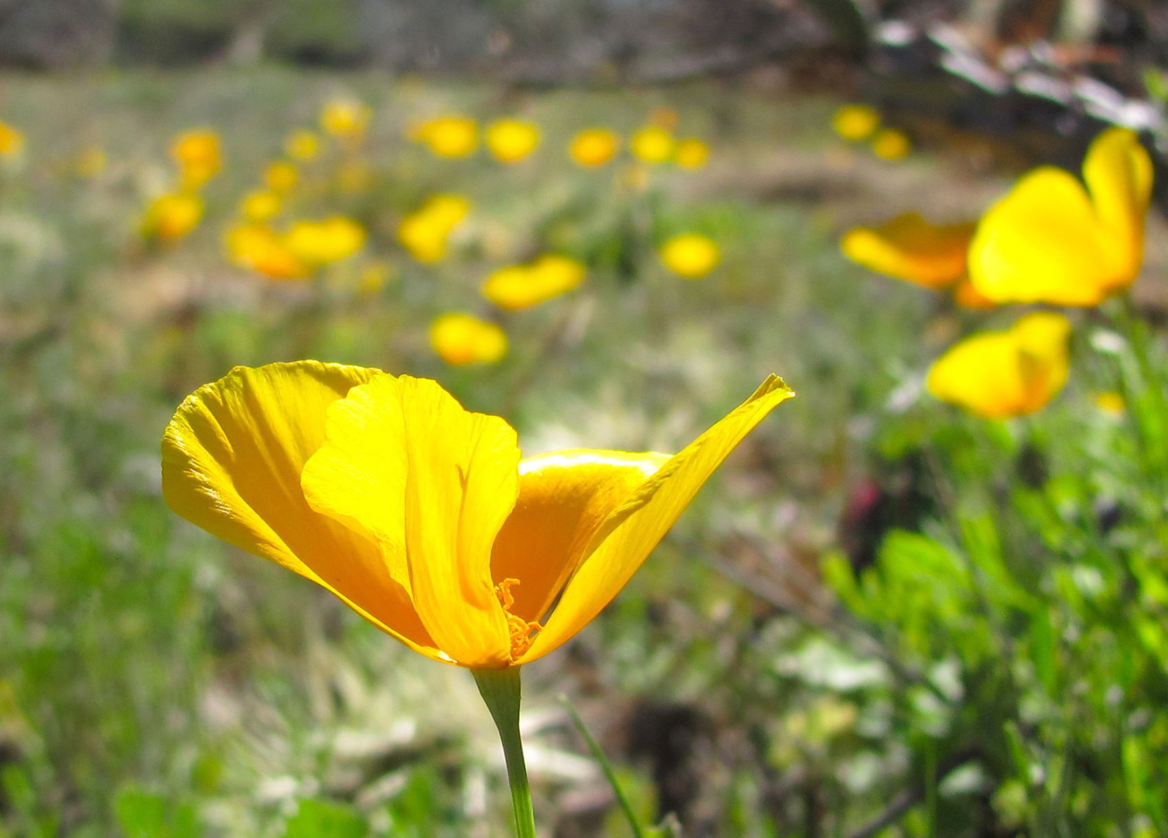 Golden poppies